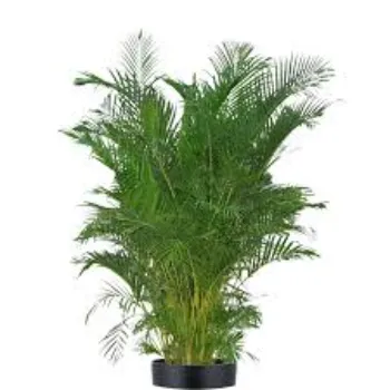 Top Areca Palm Plant